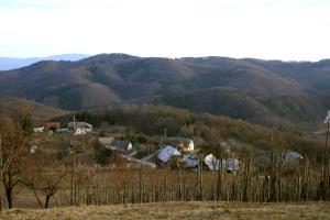 Cikava